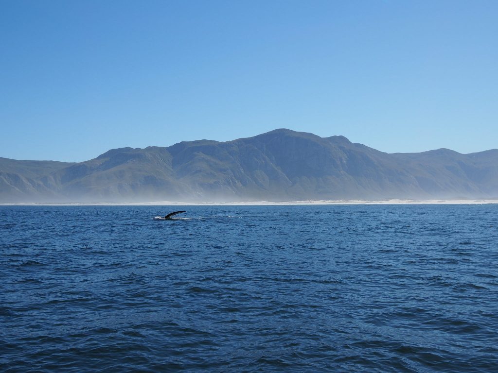 Wale in Südafrika